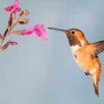 Chiar și păsările colibri preferă puțin alcool. Ce-au descoperit oamenii de știință