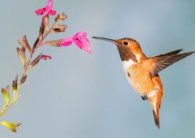 Chiar și păsările colibri preferă puțin alcool. Ce-au descoperit oamenii de știință