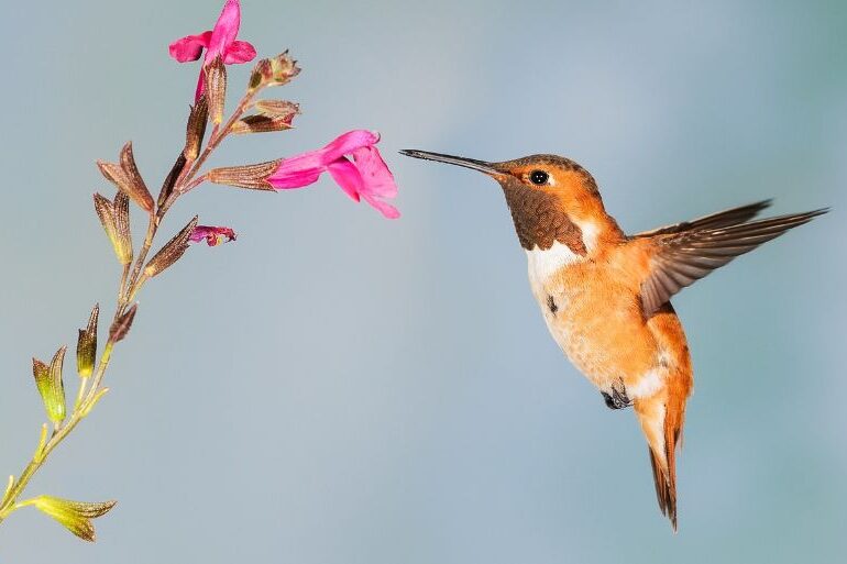 Chiar și păsările colibri preferă puțin alcool. Ce-au descoperit oamenii de știință