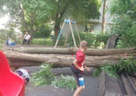 Un copac uriaș a căzut într-un loc de joacă din Suceava. Copiii care se jucau s-au retras în ultimul moment