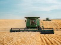 Americanii zic că România are în 2025 cea mai mare recoltă de grâu din ultimii 10 ani