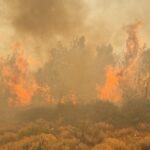 18 cadavre arse au fost găsite într-o pădure din Grecia devastată de incendii