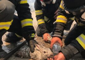 Pompierii români luptă cu flăcările din Rodos în condiții extreme (Galerie foto)