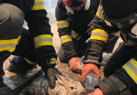 galerie foto cu Pompierii români luptă cu flăcările în Rodos