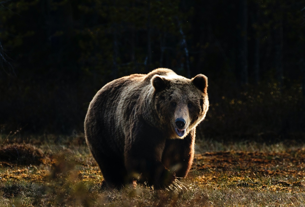 Il ministro dell’Ambiente non vuole che l’orso italiano che ha ucciso il giovane venga portato in Romania