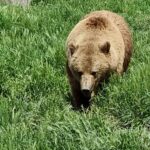 ISU: Un urs a fost văzut pe strada Găgeni din Ploiești. Ulterior, un urs a apărut în localitatea Găgeni de lângă Ploiești