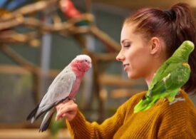 Rase de papagali: cele mai frumoase rase de papagali vorbitori, mari, mici sau de casă