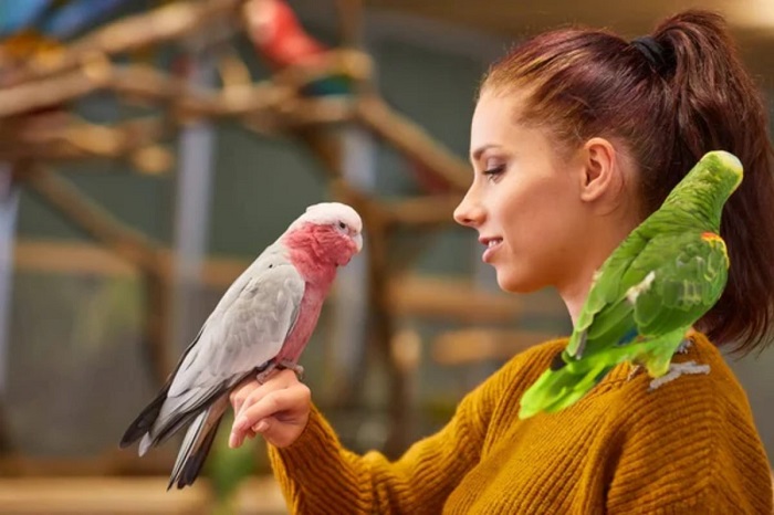 Rase de papagali: cele mai frumoase rase de papagali vorbitori, mari, mici sau de casă