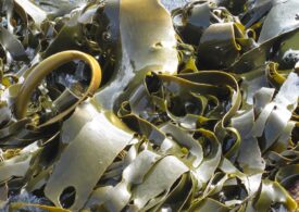 UE susține cultivarea algelor marine - bune ca aliment, cosmetice sau medicament. Unele au chiar gust de șuncă!