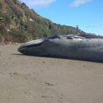 O balenă albastră a eșuat pe insula Chiloé (Foto)