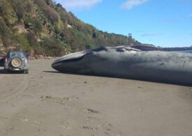 O balenă albastră a eșuat pe insula Chiloé (Foto)