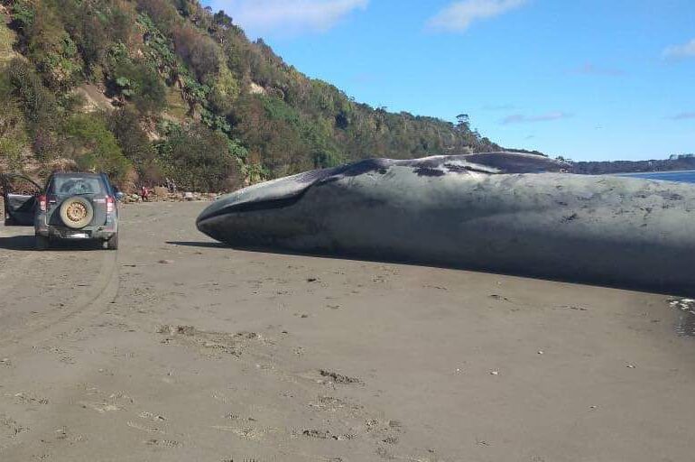 O balenă albastră a eșuat pe insula Chiloé (Foto)