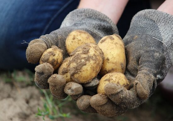 <span style="color:#990000;">INVIZIBILII</span> Fermierii de subzistență ai României: Mulți, dar cu pământ puțin și venituri infime