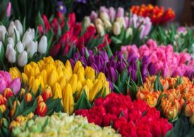 Lalele: Cum trebuie plantate și îngrijite aceste flori de primăvară