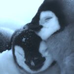 Mii de pui de pinguin imperial au murit în Antarctica (Video)