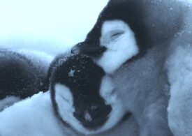 Mii de pui de pinguin imperial au murit în Antarctica (Video)