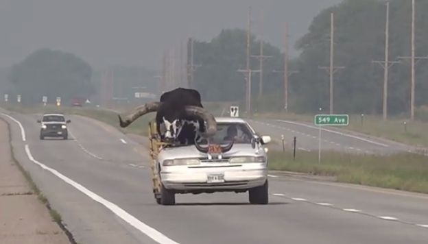 Polițiștii americani au oprit o mașină care avea un taur uriaș pe scaunul pasagerului (Video)