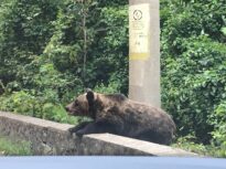 British tourist bitten by a bear in Romania. „I thought it wanted us to be friends”