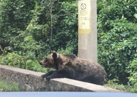 Un urs care s-a urcat într-un copac din curtea unui liceu din Miercurea Ciuc a fost împușcat mortal
