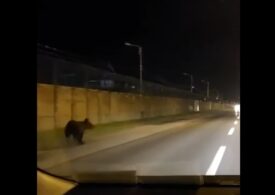 Locuitorii Ploieștiului, avertizați din nou despre prezența unui urs pe străzile orașului
