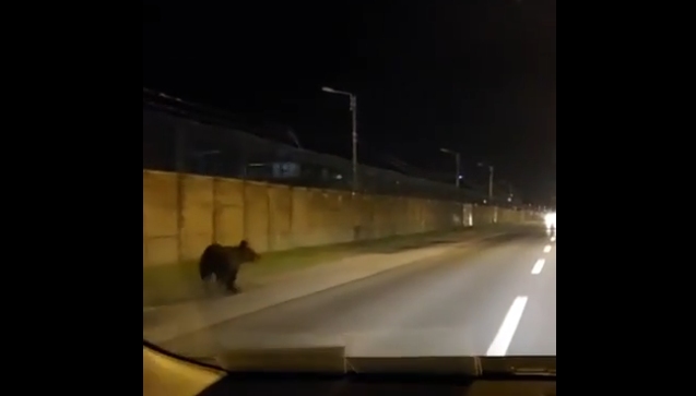 Ursul căutat de peste o lună în Ploiești a fost prins în rafinărie