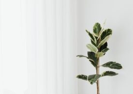 Ficus: Ghidul de îngrijire pentru o plantă deosebită în casa ta