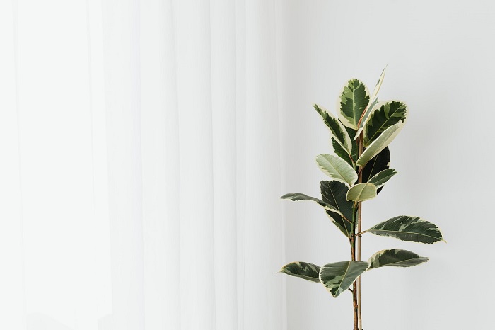 Ficus: Ghidul de îngrijire pentru o plantă deosebită în casa ta