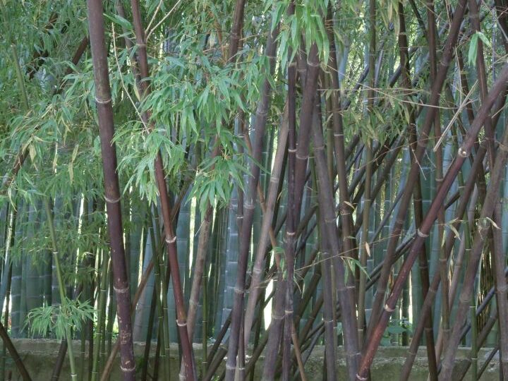 O specie de bambus este pe cale să înflorească pentru prima dată după 120 de ani. Dar veștile nu sunt deloc bune