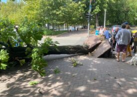 Un copac a căzut peste un om în București