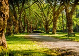 Cum să te reconectezi cu natura în mediul urban