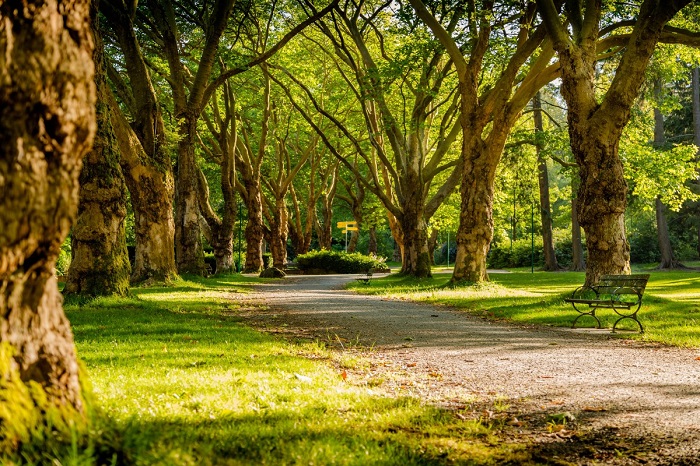 Cum să te reconectezi cu natura în mediul urban