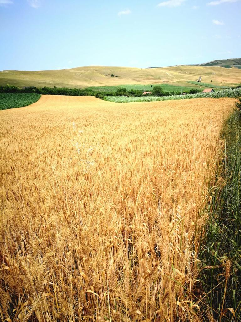 peisaj-din-Ceanu-Mare-acasA__-la-Eugenia-MureE__an