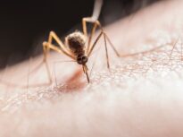 Virusul West Nile, raportat în 12 țări europene. România e în top 3