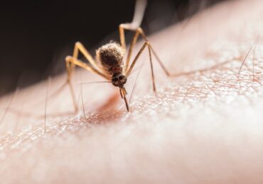 Virusul West Nile, raportat în 12 țări europene. România e în top 3