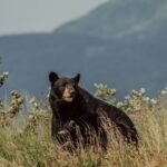 Momentul în care un urs dă buzna la picnic și mănâncă de pe masă, iar oamenii stau împietriți (Video)