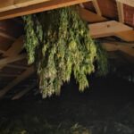 Cultură uriașă de cannabis, într-o pădure din Timiș. Plantele erau irigate și păzite cu camere de supraveghere (Video)