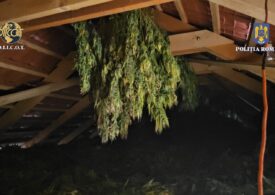 Cultură uriașă de cannabis, într-o pădure din Timiș. Plantele erau irigate și păzite cu camere de supraveghere (Video)