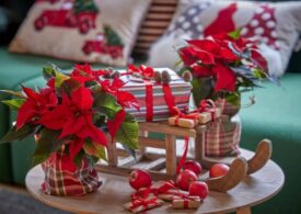 Crăciunița, Floarea Nopții Sfinte: curiozități și sfaturi de întreținere