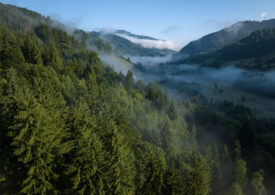 ”Un Yellowstone al Europei” - The Guardian elogiază ambiția României pentru o nouă și vastă rezervație naturală