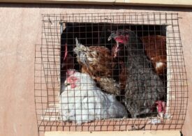 Focar de gripă aviară în România