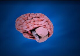 O ciupercă poate pătrunde în creier și produce modificări asemănătoare bolii Alzheimer