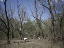Incendiu într-o pădure de lângă Plauru, după explozia unei drone