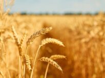 Prețurile alimentelor, sub presiune: Mărfurile agricole au cea mai mare creștere lunară din 2012