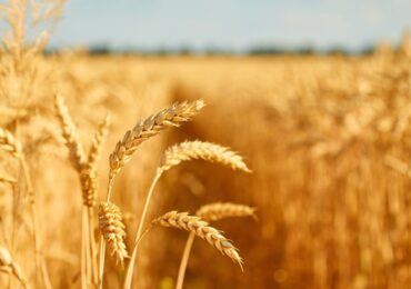 Prețurile alimentelor, sub presiune: Mărfurile agricole au cea mai mare creștere lunară din 2012