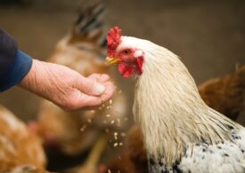 Avem găina editată genetic - e rezistentă la gripa aviară, dar totuși face ouă