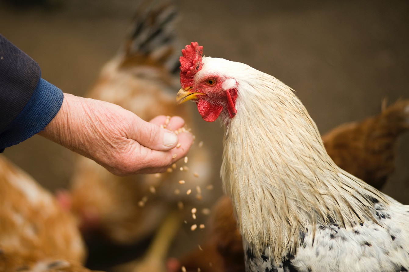 Scientists Create Chickens Resistant to Bird Flu with Gene Editing: Progress and Challenges