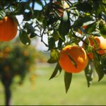 Unde și când au apărut primele citrice