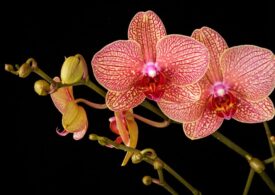Orhidee: ce trebuie să știi despre îngrijire, diferitele specii și înmulțire?