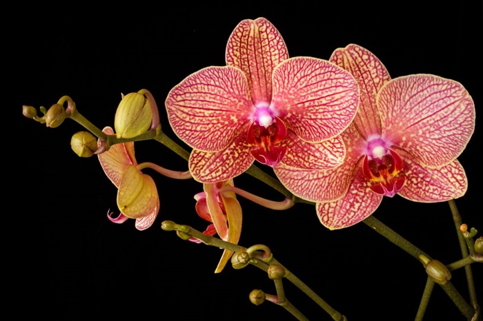 Orhidee: ce trebuie să știi despre îngrijire, diferitele specii și înmulțire?