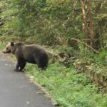 Un urs a fost văzut într-o comună de lângă Ploiești: Nu vă fotografiați cu el, nu îl hrăniți!